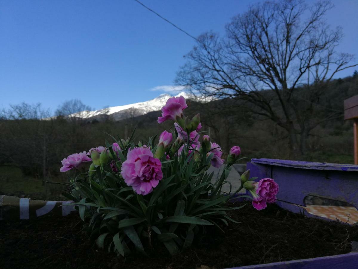 SantʼAlfio Viola Nel Parcoヴィラ エクステリア 写真